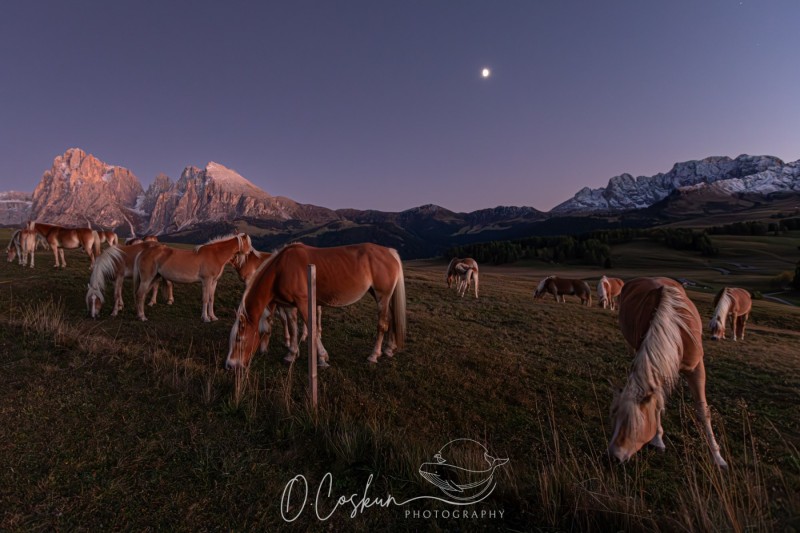 sctl9766-avec-accentuation-bruit