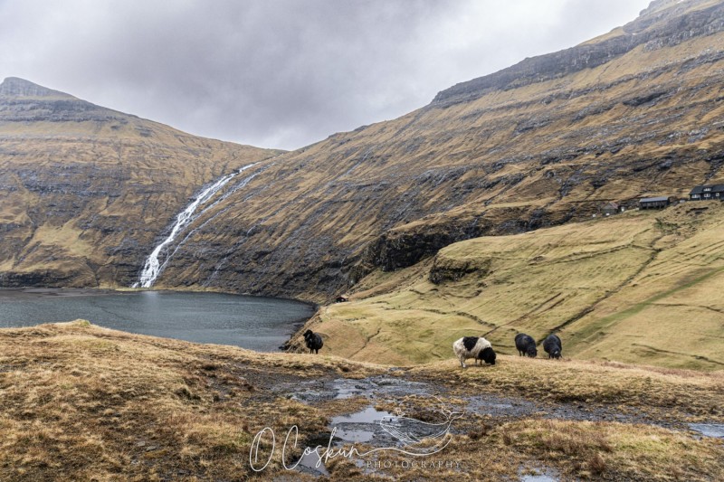 faro1378-avec-accentuation-bruit-scaled