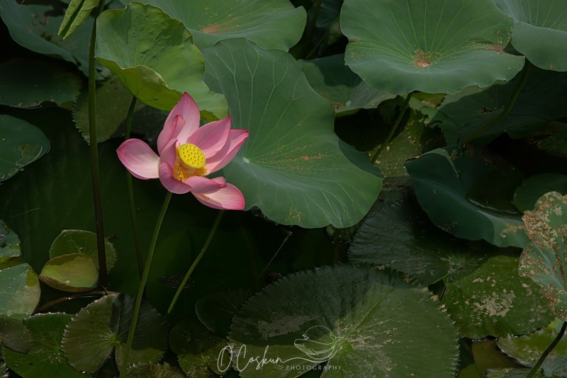 1q0a1754-modifier-scaled