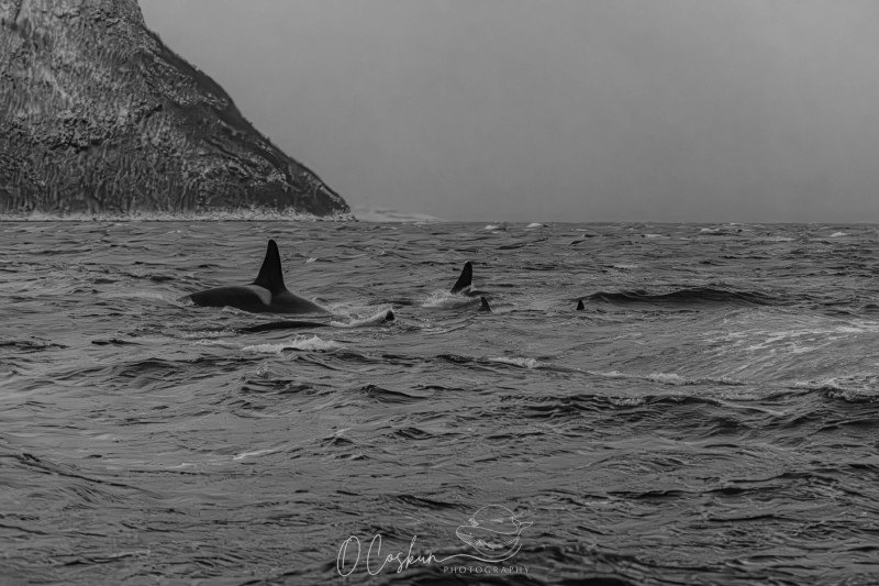 faro5255-modifier-scaled