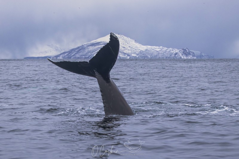 faro5557-modifier-scaled