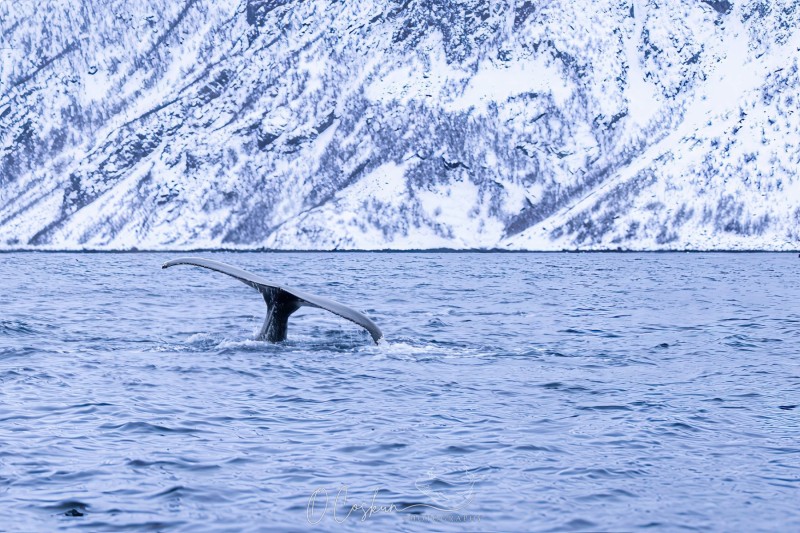 faro5641-modifier-scaled