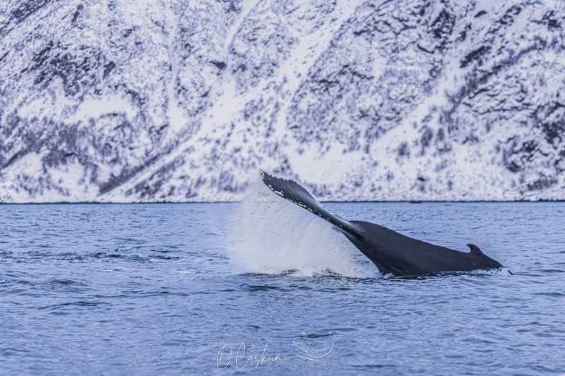 faro5671-modifier-scaled