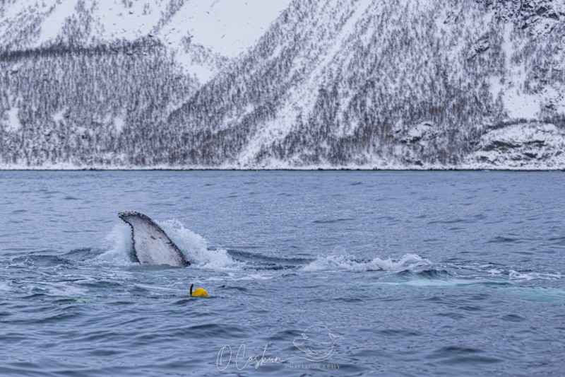 faro5714-modifier-scaled