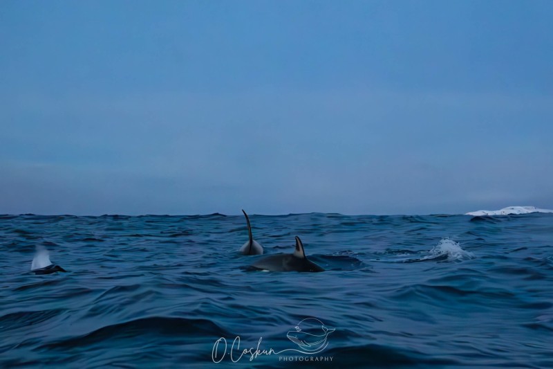 isld7635-modifier-scaled