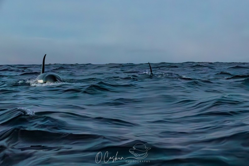 isld7641-modifier-scaled