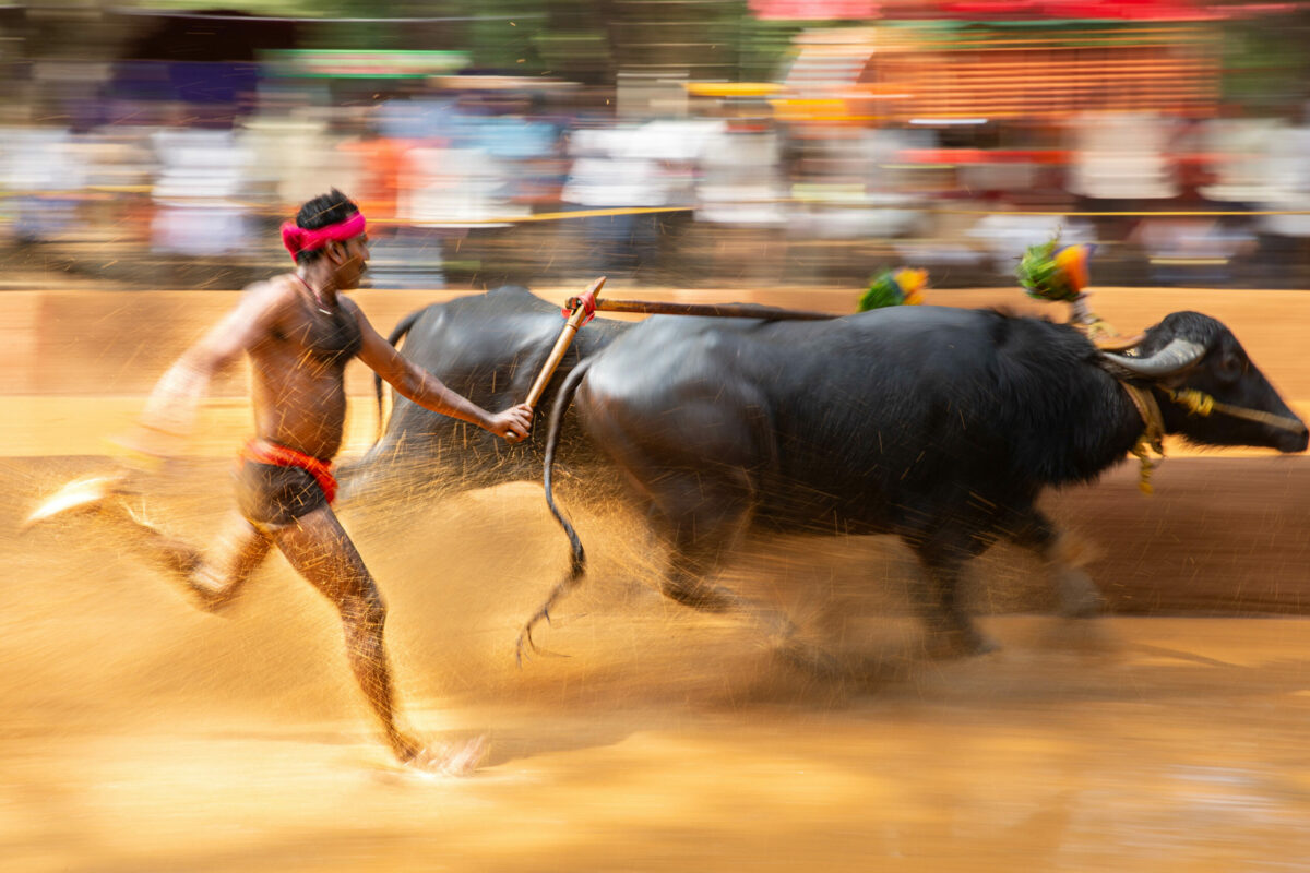 Kambala