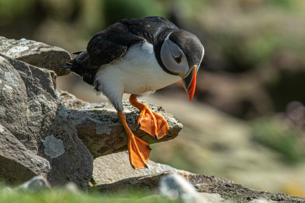 Puffin