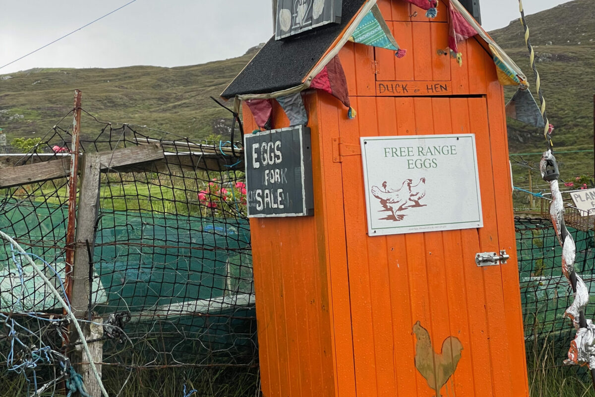 Free Eggs